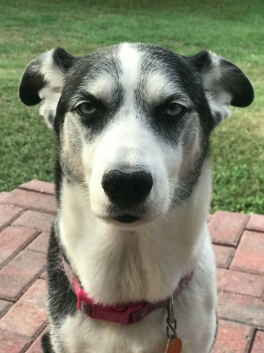 Это просто её лицо. Она самая милая собака на свете. Но она постоянно выглядит в нас разочарованной.