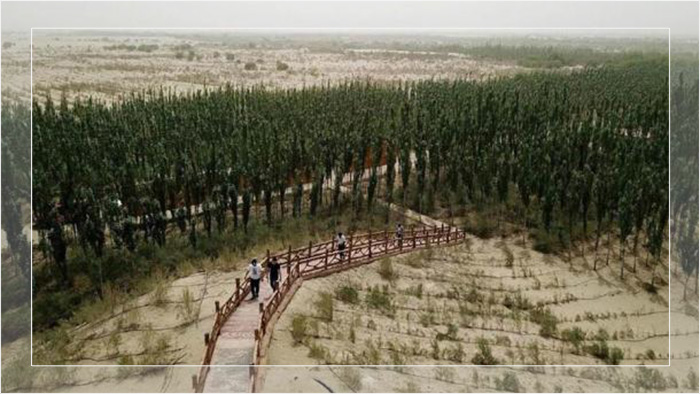Люди идут по мосту в искусственных лесах в Кашгаре, Китай, которые, как говорят, лишь усиливают засуху, когда используются неместные деревья.