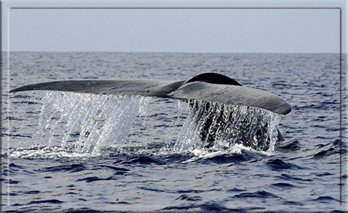 Торговлю амброй запретили в ряде стран в рамках закона о защите китов.