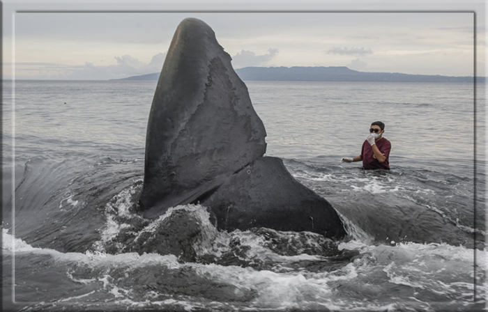 Профессор решил выяснить причину смерти кита, проведя вскрытие прямо на берегу.