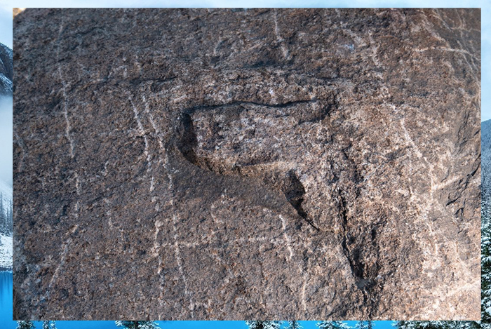 Благодаря бизонам были обнаружены четыре древних петроглифа.