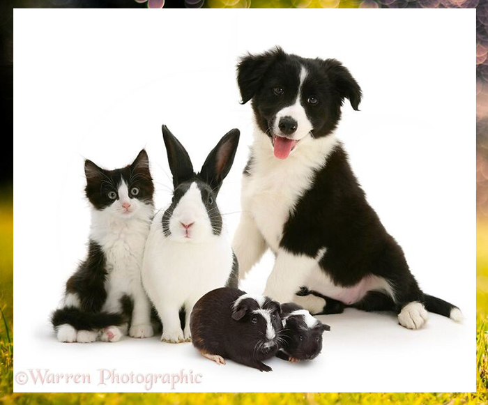 Чёрно-белый котенок, голландский кролик, морские свинки и щенок бордер-колли - очевидно, от одной матери.