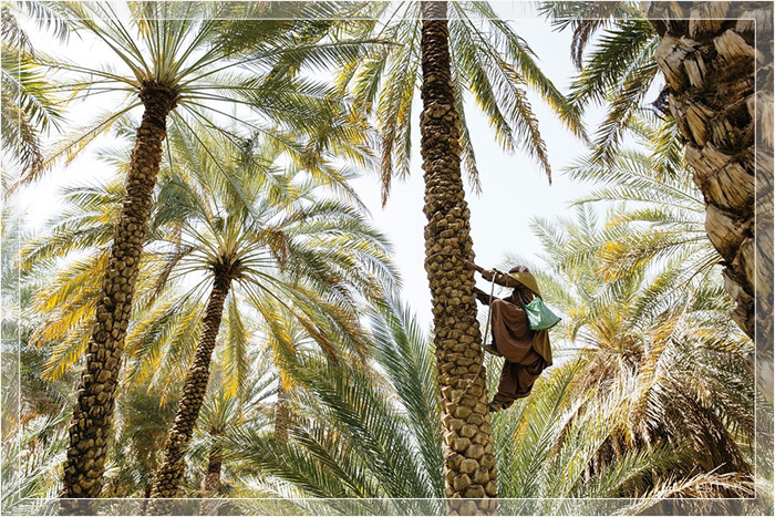 В Аль-Айне садовник взбирается на женскую финиковую пальму, вооружившись пыльцой, собранной с мужских цветков. Одомашненные пальмы опылялись вручную на протяжении тысячелетий.