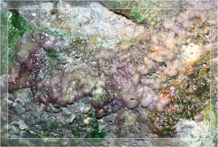 Зелёные и фиолетовые микробные маты и биоплёнки распространены в геотермально активных местах на острове Гавайи.