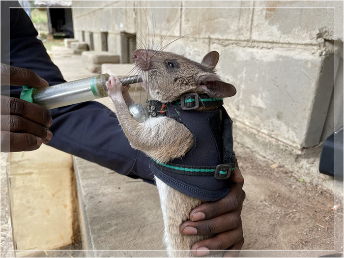 После завершения службы крыс ожидает заслуженный отдых.