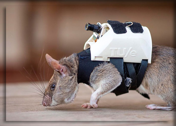Крыса-спасатель носит небольшую камеру, которую используют во время поисково-спасательных операций.