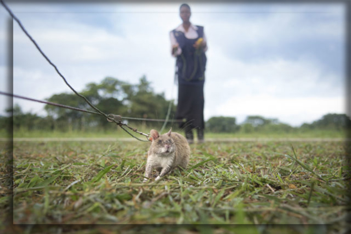 Сотрудник APOPO обучает крысу обнаруживать наземные мины в Танзании.