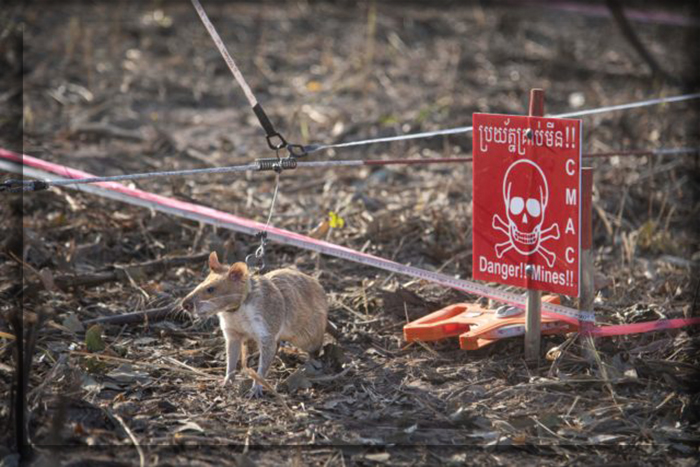 Крыса-герой APOPO за работой по обнаружению наземных мин в Камбодже.