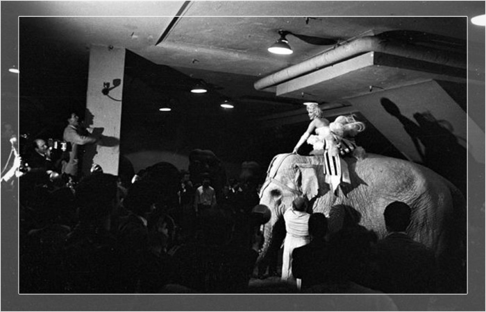 Мэрилин Монро катается на розовом слоне в Мэдисон-Сквер-Гарден на благотворительном цирковом мероприятии в окружении фотографов в марте 1955 года в Нью-Йорке.