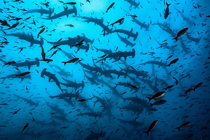 «Дрожь акул-молотов». / Фото: Родриго Томе/oceanphotographyawards.com