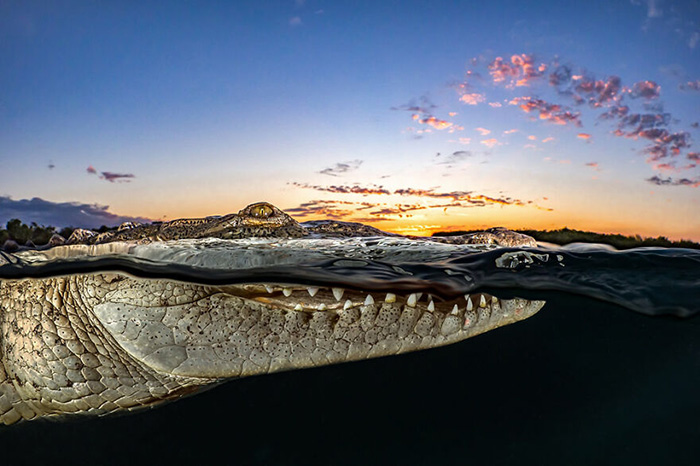 «Американский крокодил скользит по воде на фоне заката в Садах Королевы на Кубе, охраняемом с 1996 года морском заповеднике». / Фото: Таня Хупперманс/oceanphotographyawards.com