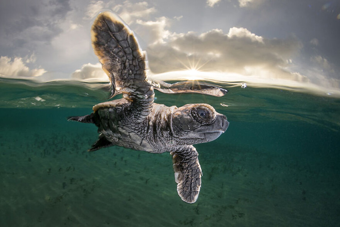Крупный план. / Фото: Мэтти Смит/oceanphotographyawards.com