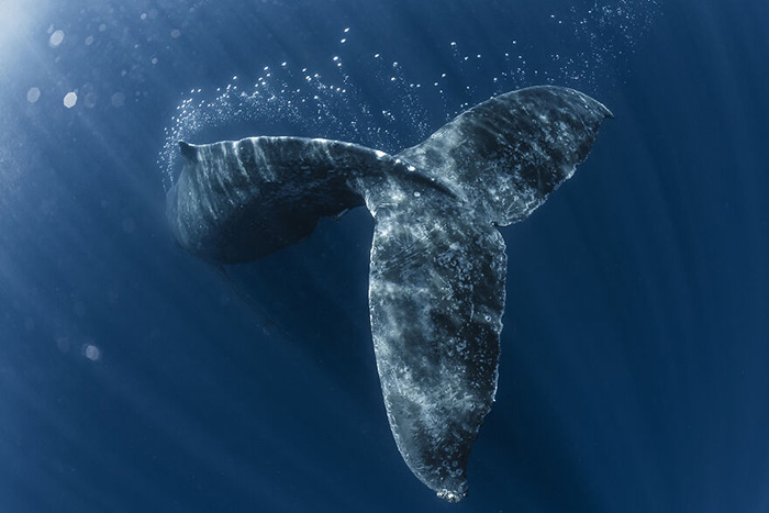 «Горбатый кит ныряет в океанскую глубину. Окинава, Япония». / Фото: Дайсуке Курашима/oceanphotographyawards.com