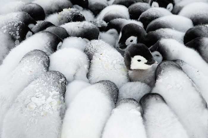 Пингвинята. / Фото: Стефан Кристманн/oceanphotographyawards.com