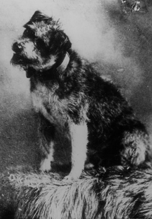 Верный почтовй пёс Оуни. / Фото: Wikimedia Commons
