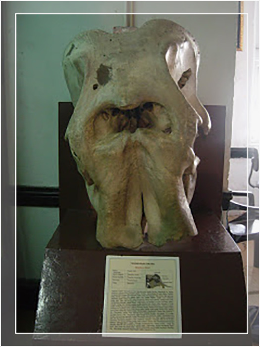 Череп слона в музее.