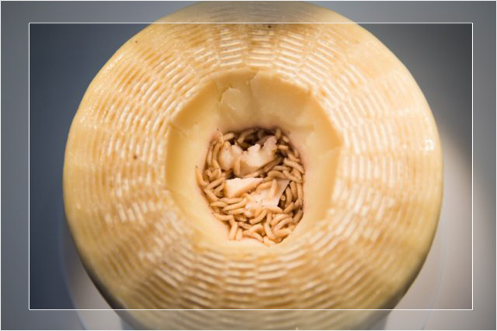 Касу Марцу (Casu Marzu), сыр пекорино из Сардинии на выставке Музея отвратительной еды, на которой представлены 80 самых отвратительных продуктов в мире в Нанте.