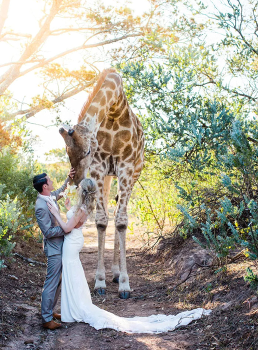 У пары неожиданный гость на свадебной церемонии, состоявшейся в южноафриканском заповеднике. / Фото: reddit.com