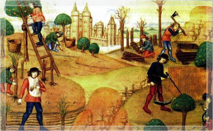 Средневековые крепостные собирают пшеницу в Европе.