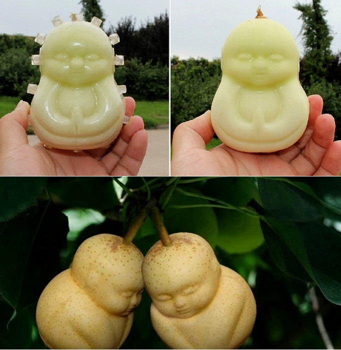 Необычная форма китайских груш