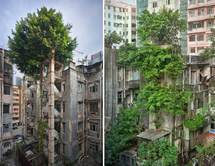 Деревья, победившие бетон.  Гонконг.