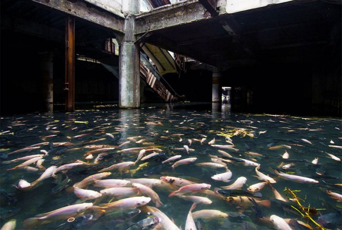 Заброшенный торговый центр захвачен рыбой. Бангкок. 