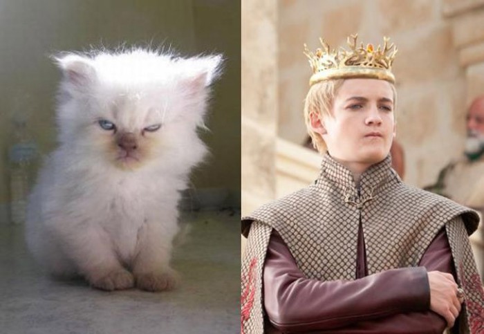 Надменный котенок с голубыми глазами, не уступает своим величием королю Джоффри.