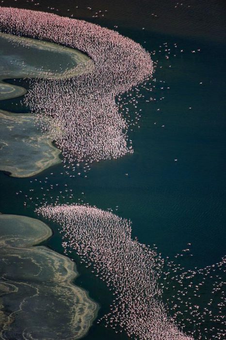 Озеро Натрон - единственный дом малых фламинго.