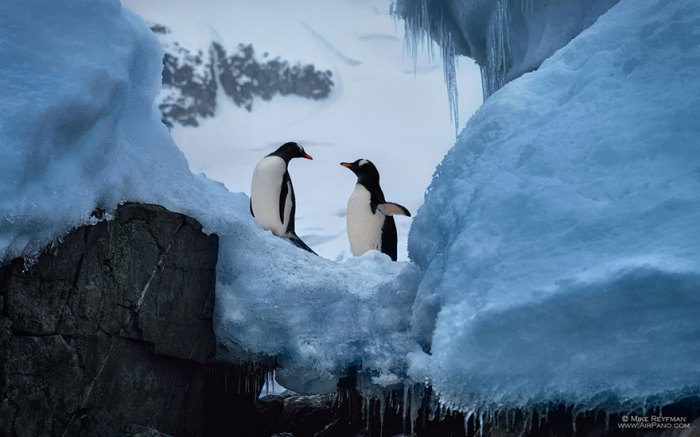 Антарктида - родина пингвинов. Автор фото: группа российских фотографов AirPano.