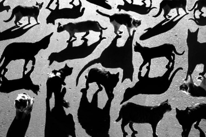 Тени отбрасывают котов. Сюрреалистические работы российского фотографа Алексея Меньшикова (Alexey Menschikov).
