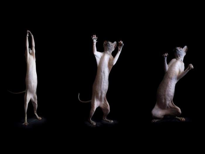 Танцы сфинкса. Фото Alicia Rius.