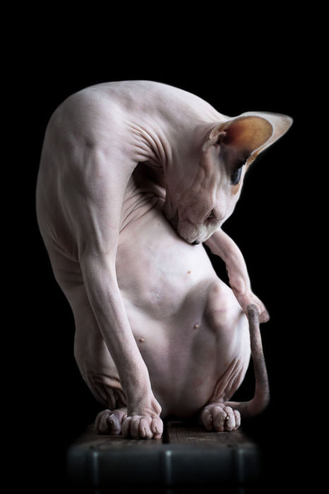 Кошка породы сфинкс. Фото Alicia Rius.