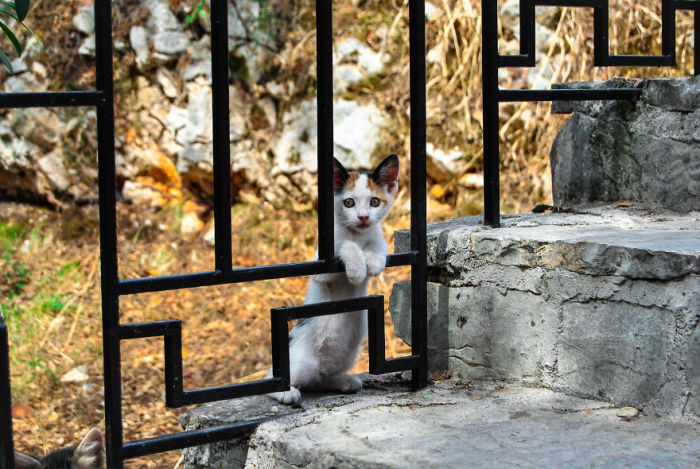 Котенок на пути в пещеру Дрогарати. Кефалония, Греция. Автор фото: Andrei Beldiman.