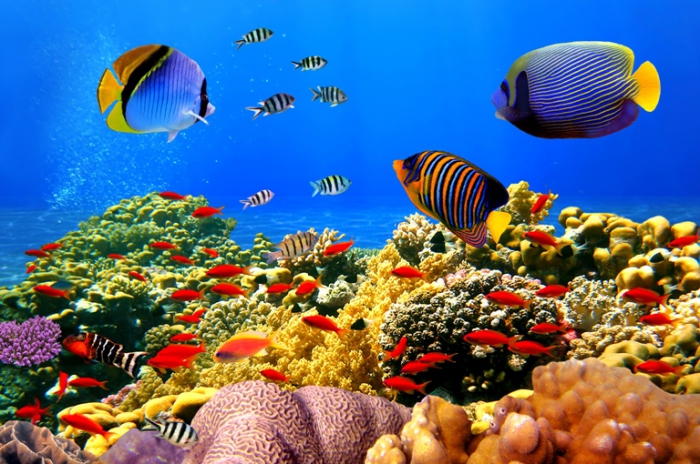 Красота Большого Барьерного риф под водой.