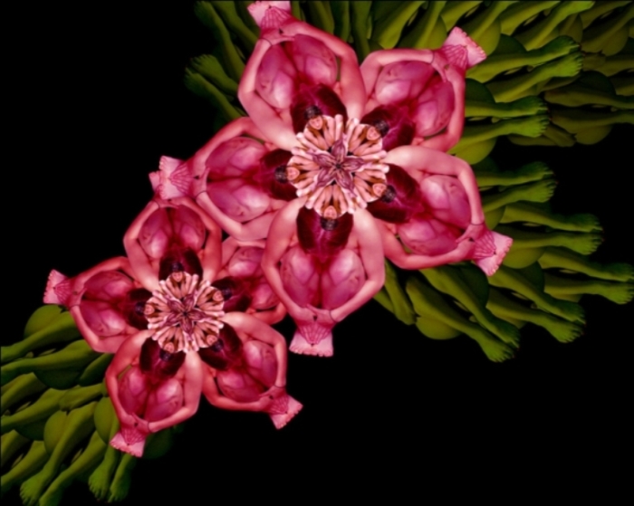 Розовые цветы. Автор: Cecelia Weber.