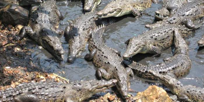 Крокодилы против пехоты. \ Фото: war.org.ua.