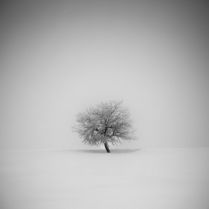 Дерево, Рудные горы, Чехия. Автор: Daniel Rericha.