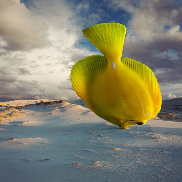 Песчаная рыба. Автор: Dariusz Klimczak.