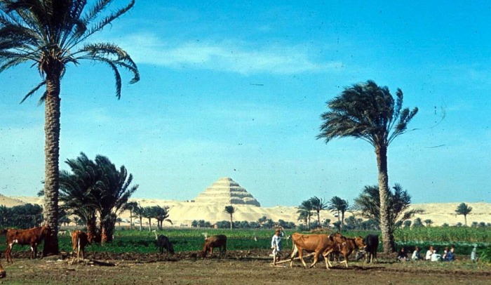 Фермер пашет поле, Ступенчатая пирамида Джосера на заднем плане. Фотограф: Eliot Elisofon, 1965 год