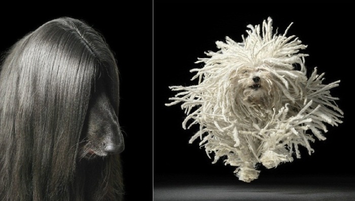 Длинношёрстная  красавица и Собака породы венгерская овчарка в прыжке. Автор: Tim Flach.