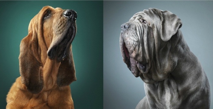 Очаровательные портреты собак. Автор: Tim Flach.