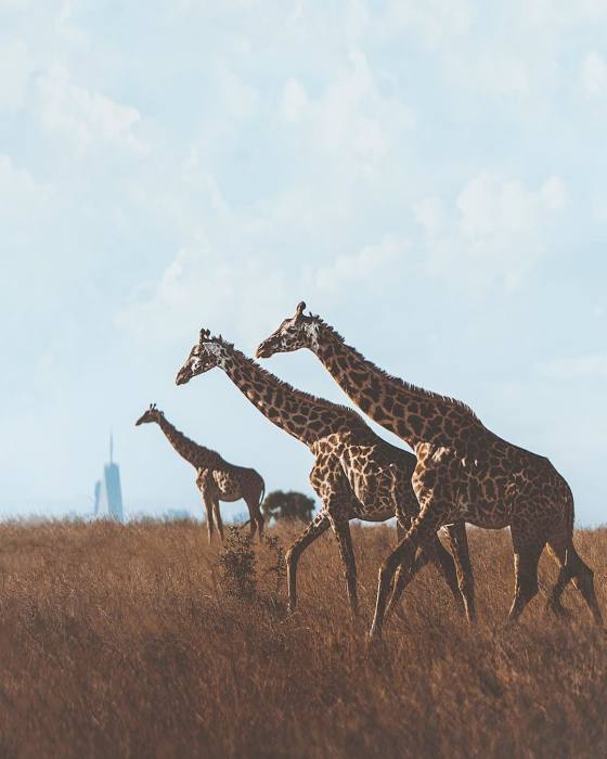 Жирафы. Автор: Donal Boyd.
