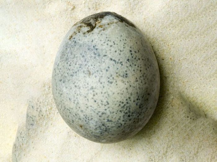 Одно из уцелевших яиц. \ Фото: smithsonianmag.com.