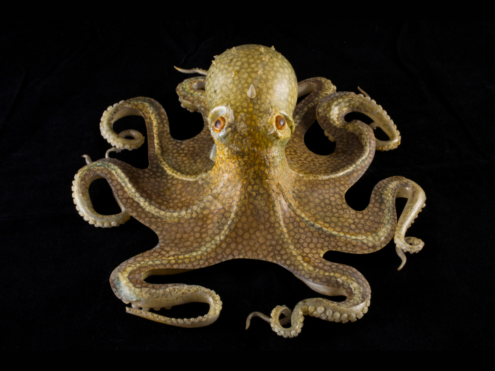 Этот осьминог (Octopus vulgaris) входит в обширную коллекцию стеклянных морских моделей Корнелла, изготовленную Леопольдом и Рудольфом Блашкой. \ Фото: Gary Hodges.