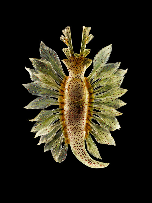 Тип морского слизняка, называемый пятнистым сакоглоссаном (Calophylla mediterranea), предоставлено Музеем естественной истории Ирландии. \ Фото: Guido Mocafico.