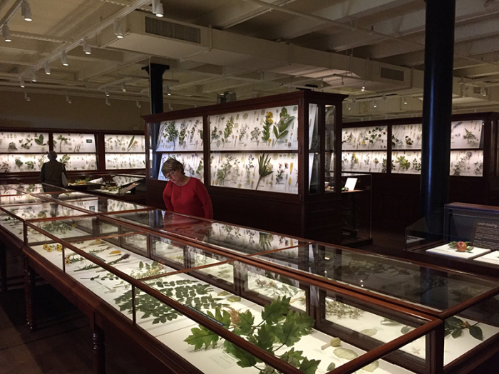 Коллекция стеклянных растений и цветов Гарвардского Музея естественной истории. \ Фото: lindahall.org.