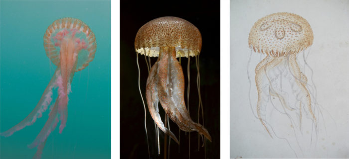 Слева направо: фотография Пелагии (Pelagia noctiluca), медузы, найденной в Средиземном море; стеклянная модель Блашки; акварель Блашки. \ Фотографии: Дрю Харвелла и Музея естественной истории Женевы.