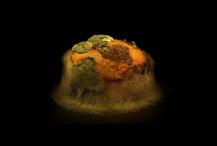 Заплесневелый картофель. Автор фото: Хейкки Лейс (Heikki Leis).
