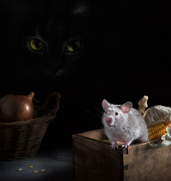 Кошки-мышки. Автор фото: Елена Еремина.