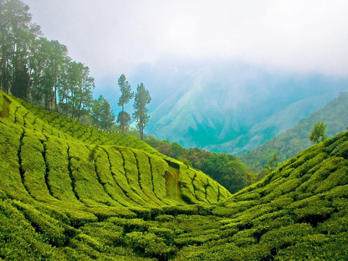 Чайная плантация в Керале. Индия. 